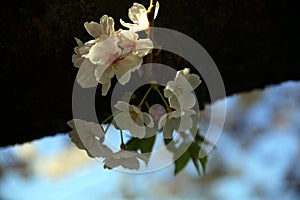 Group of cherry blossoms in dim light, with the background of a trunk and its dark bark