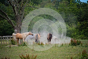 A group of chestnut brown horses refreshing themselves in a dust