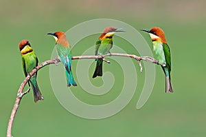 Group of Chestnut-headed Bee-eater