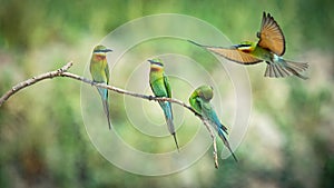 Group of Chestnut-headed bee-eaters perched on a branch with a beautifully blurred background
