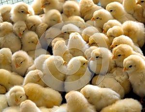 A group of chick