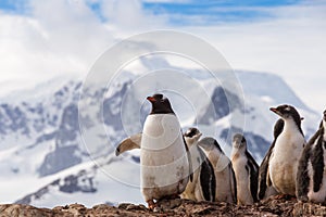 Group of chick penguins on the stone nest on the Antarctica background. Gentoo baby, Argentine Islands antarctic region