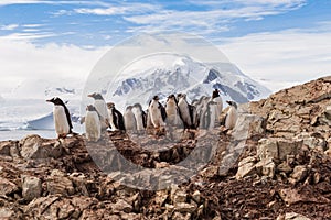 Group of chick penguins on the stone nest on the Antarctica background. Gentoo baby, Argentine Islands antarctic region