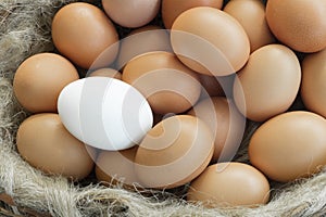Group of chicken brown eggs and one white egg