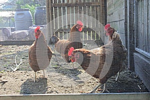 Group of chickens in animals farm