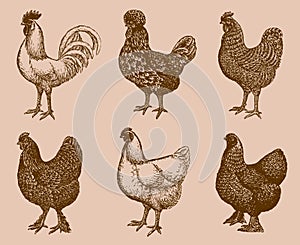 Group of chickens from different breeds isolated on a light orange-brown background