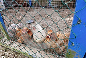 A group of chickens are inside a cage.