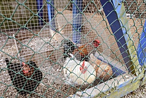 A group of chickens are inside a cage.