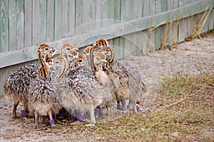 Group of chickens-ostriches with spotted necks