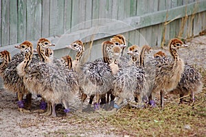 Group of chickens-ostriches with spotted necks