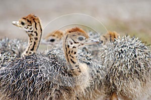 Group of chickens-ostriches with spotted necks