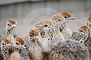 Group of chickens-ostriches with spotted necks