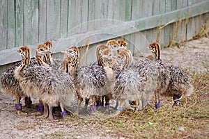 Group of chickens-ostriches with spotted necks