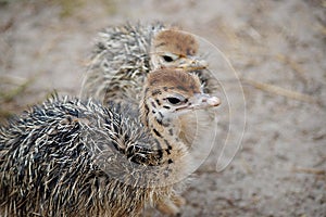 Group of chickens-ostriches with spotted necks