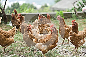 group of chickens outside