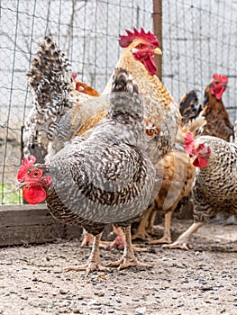 a group of chickens are standing in front of a fence.