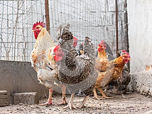 a group of chickens are standing in front of a fence.