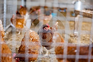 Group of chickens are walking and eating in a chicken coop. Selective focus