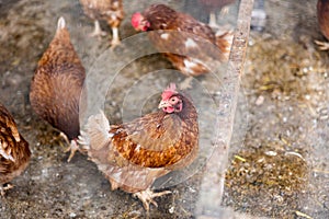 Group of chickens are walking and eating in a chicken coop. Selective focus