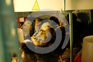 Group of chicks in a brooder