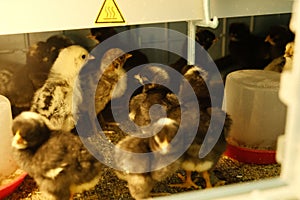 Group of chicks in a warm brooder