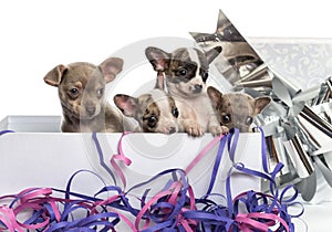 Group of Chihuahua puppies in a present box with streamers