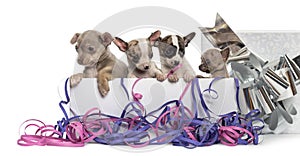 Group of Chihuahua puppies in a present box with streamers