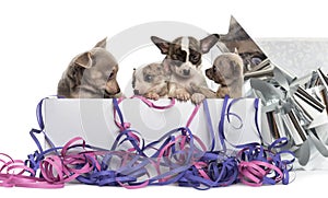 Group of Chihuahua puppies in a present box with streamers