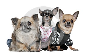 Group of Chihuahuas dressed up photo