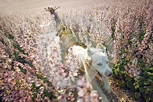 Group of children with a dog in nature. Girls play in the open air.