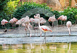 A group of Chilean flamingo looking for food in the water