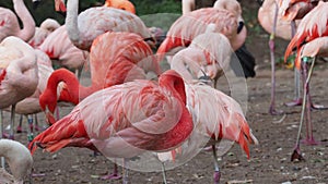 Group of Chilean Flamingos