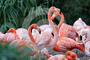 Group of Chilean Flamingos