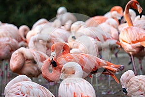 Group of Chilean Flamingos