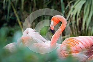 Group of Chilean Flamingos