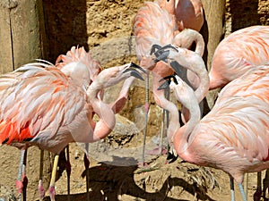 Group of Chilean flamingos