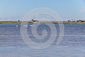 Group of Chilean Flamingos