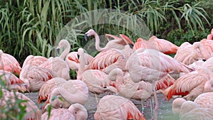 Group of chilean flamingos phoenicopterus chilensis