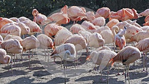 Group of Chilean Flamingos Phoenicopterus chilensis