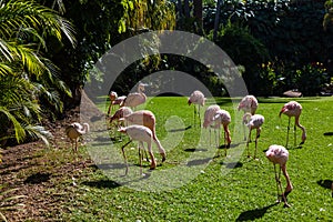 Group of Chilean flamingos, Phoenicopterus chilensis, in a pond for these birds