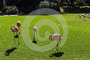 Group of Chilean flamingos, Phoenicopterus chilensis, in a pond for these birds