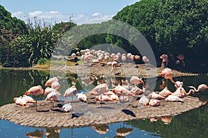 Group of Chilean flamingos, Phoenicopterus chilensis, in a pond for these birds in a property or center of marine fauna