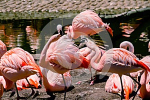 Group of Chilean flamingos, Phoenicopterus chilensis, in a pond for these birds in a property or center of marine fauna