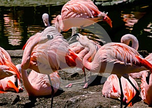 Group of Chilean flamingos, Phoenicopterus chilensis, in a pond for these birds in a property or center of marine fauna