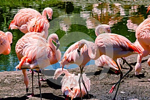 Group of Chilean flamingos, Phoenicopterus chilensis, in a pond for these birds in a property or center of marine fauna