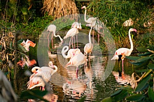 Group of Chilean flamingos in a pond at sunset surronded by green nature