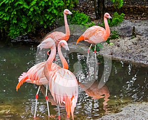 Group of chilean flamingos together, tropical birds from America