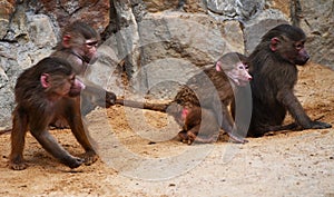 A group of chimpanzee struggle to conquer the territory