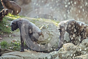 Group of chimpanzees monkeys looking at the camera, walking on a tree trunk