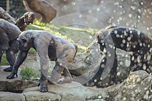 Group of chimpanzees monkeys looking at the camera, walking on a tree trunk